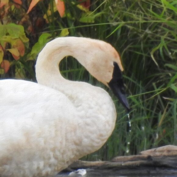 8x10 Trumpeter Swans Oil Painting‎ Photography Art Print - Picture 3 of 5